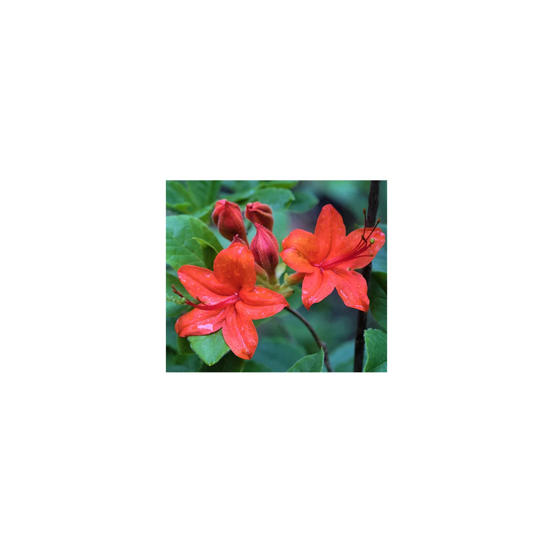 Cumberland Rhododendron Rhododendron Cumberlandense Flower For Ornamental Garden And Shaded Beds [neera-v5-8f6900691c38e48aa457]