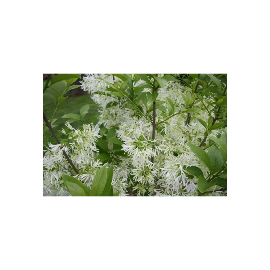 Fringe Tree Chionanthus Virginicus Flower For Planting In Home Lscape Or Backyard Garden Flower [neera-v5-8f6fc0732aff50a39bca]