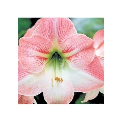 Heirloom Non-GMO White Pink Hippeastrum Rutilum Flower Seeds for Garden Planting [neera-v5-8f7532b54fbf38c28ef6]