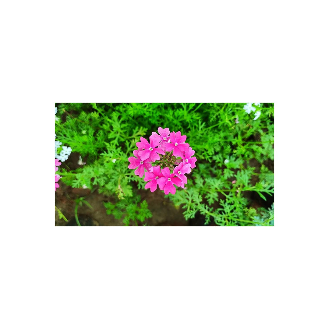 Pink Organic Heirloom Verbena Flower Non Gmo Garden For Planting Flower Seeds for Home Garden [neera-v5-8f7bb2b4064a7a4edb6b]