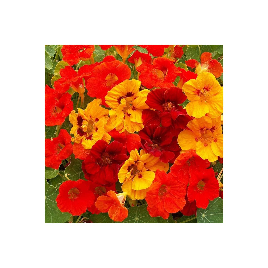 Phoenix Nasturtium Bonsai Flower Tropaeolum Majus For Decorative Home Gardens Flower Seeds for Home [neera-v5-8f7e57a48053cf7dba6f]