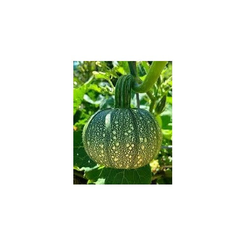 Heirloom Non-GMO Pumpkin Seeds for Home Garden [neera-v5-8f8717816971ad2f591c]