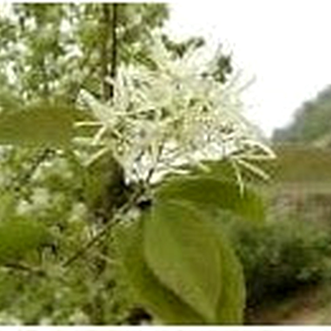 Organic Heirloom Non-GMO White Chionanthus Seeds for Planting [neera-v5-8f8e1dbeb6ee3a69c4bf]
