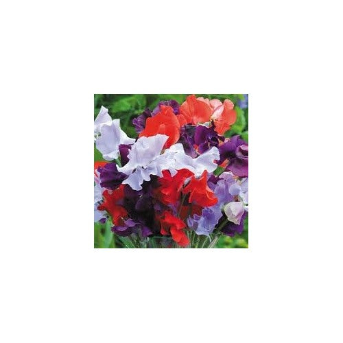 Pea Flower Seeds for Planting [neera-v5-8f93d54704274a60dca2]