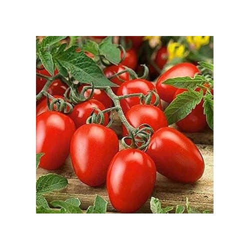 Red Tomato Seeds for Planting [neera-v5-8f99f1637991637bd892]