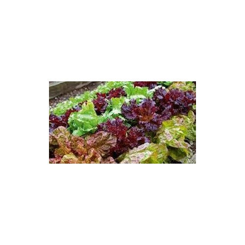 Mixed Lettuce Vegetable Seeds for Planting [neera-v5-8fbabb3cf08b54509abb]