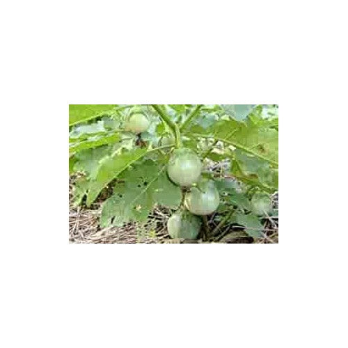 Light Green Eggplant Seeds for Planting | Heirloom, Non-GMO, High Germination Organic Garden Seeds [neera-v5-8fbff60b57d42842087d]