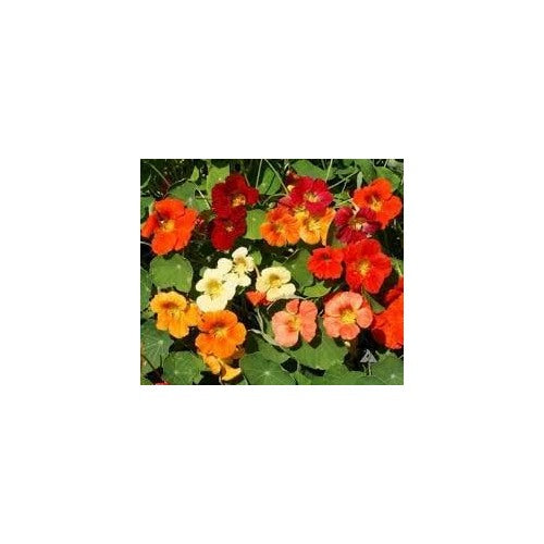 Mixed Tropaeolum Majus Flower Seeds [neera-v5-8fc2e7a986677f509eeb]