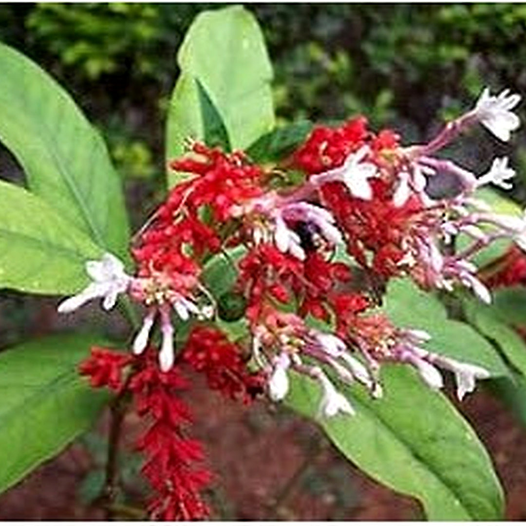 Heirloom Non-GMO Rauvolfia Flower Seeds for Planting [neera-v5-8fc84dd256cd269c0316]