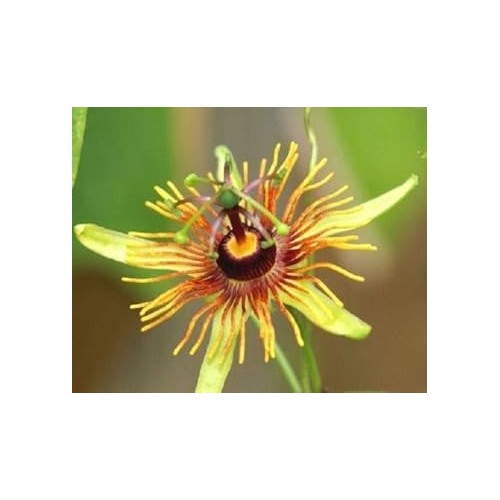Organic Heirloom Yellow Passion Flower Seeds [neera-v5-8fcff603a71d6a1563c0]