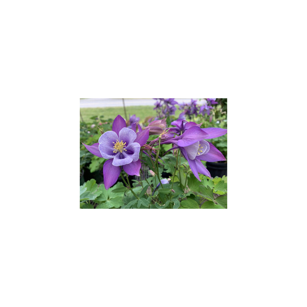 Purple Columbines Flower Planting Organic Heirloom Non Gmo Flower Seeds Home Garden [neera-v5-8fdd3eda73bc69a510b8]