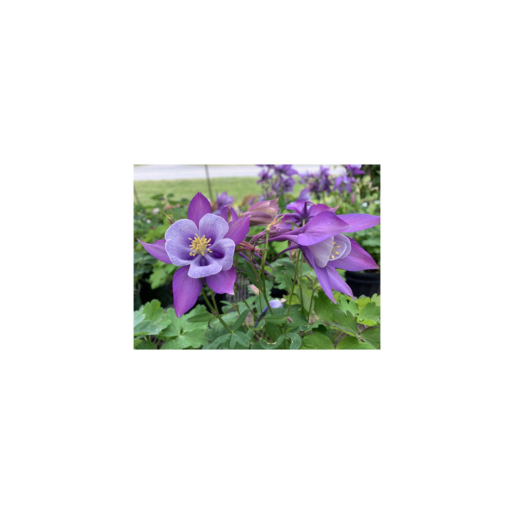 Purple Columbines Flower Planting Organic Heirloom Non Gmo Flower Seeds Home Garden [neera-v5-8fdd3eda73bc69a510b8]