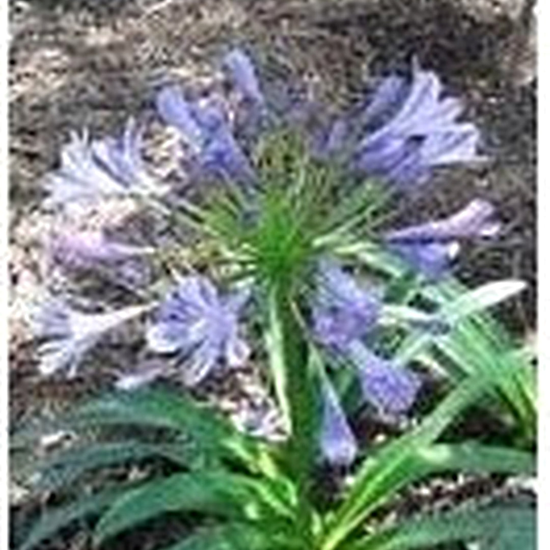 Heirloom Non-GMO Light Blue Agapanthus Flower Seeds for Garden Planting [neera-v5-8fea46076763972e8da9]