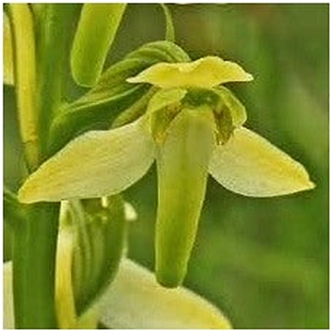 Organic Heirloom Lime Green Cymbidium Maxillaria Goeringii Seeds for Planting | Non-GMO Organic Garden Seeds High Germination [neera-v5-8fef40b4b57105dee00d]