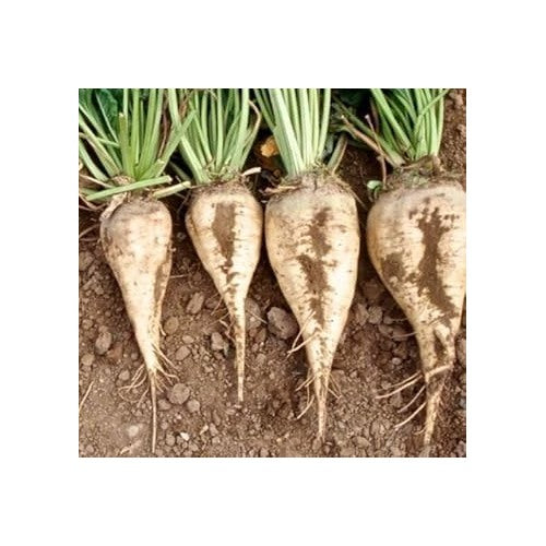 Cream Sugar Beet Seeds for Planting [neera-v5-90162a30c4eed73cee4a]
