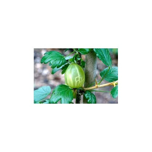 Greenfinch Gooseberry Fruit Seeds for Planting [neera-v5-901775a6d9ae49ee70fc]