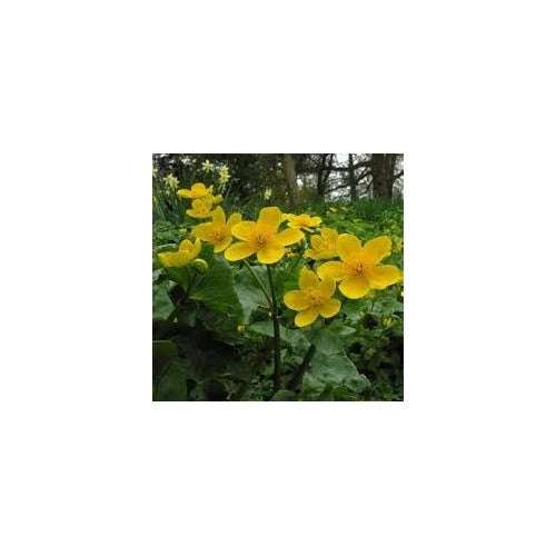 Heirloom Marsh Marigold Seeds [neera-v5-90186da5bcf9284fe460]