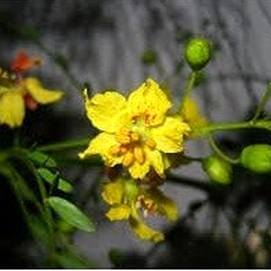 Heirloom Parkinsonia Aculeata Flower Seeds Non-GMO for Garden Planting Yellow Desert Blooms [neera-v5-901877a02b412cce06bd]