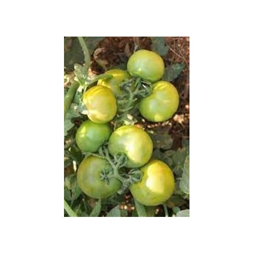 Tomato Seeds for Planting [neera-v5-90202441018ea972732b]