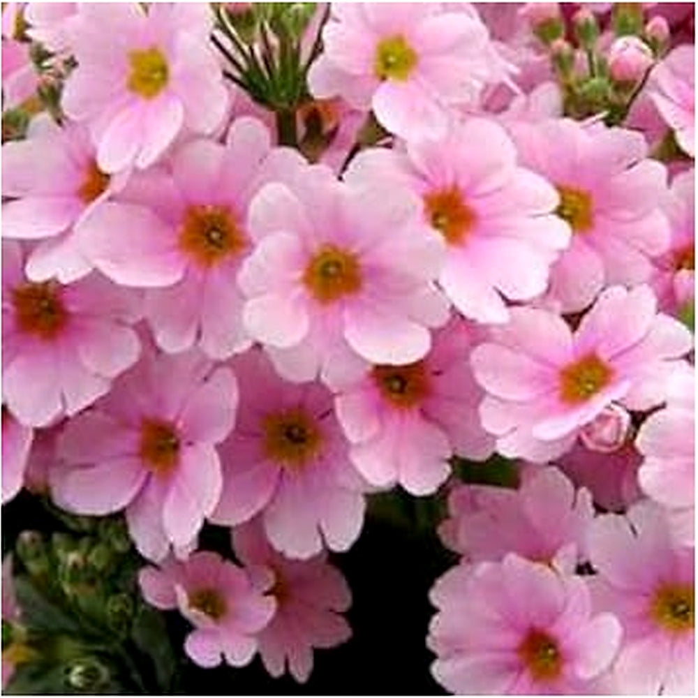 Light Pink Primula Malacoides Seeds for Planting [neera-v5-902938ad22a595fc005e]
