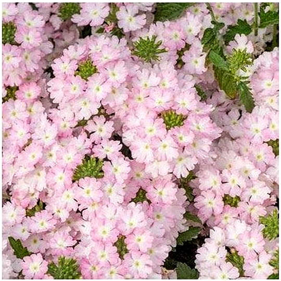 Organic Heirloom Light Pink Verbena Flower Seeds [neera-v5-902d0e01aeea427a8761]