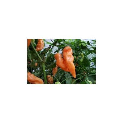 Habanada Pepper Seeds for Planting [neera-v5-902de829d0c91c4b8bf5]