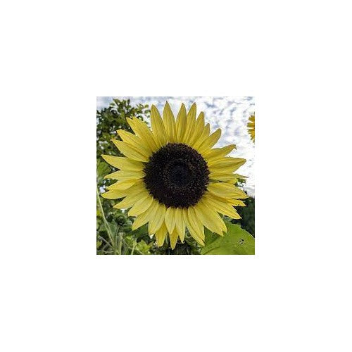 Yellow Lemon Sunflower Seeds for Planting [neera-v5-902dfebe7d9d006f769f]