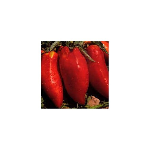 Red Opalka Seeds for Planting [neera-v5-90338e3770f620cf6770]