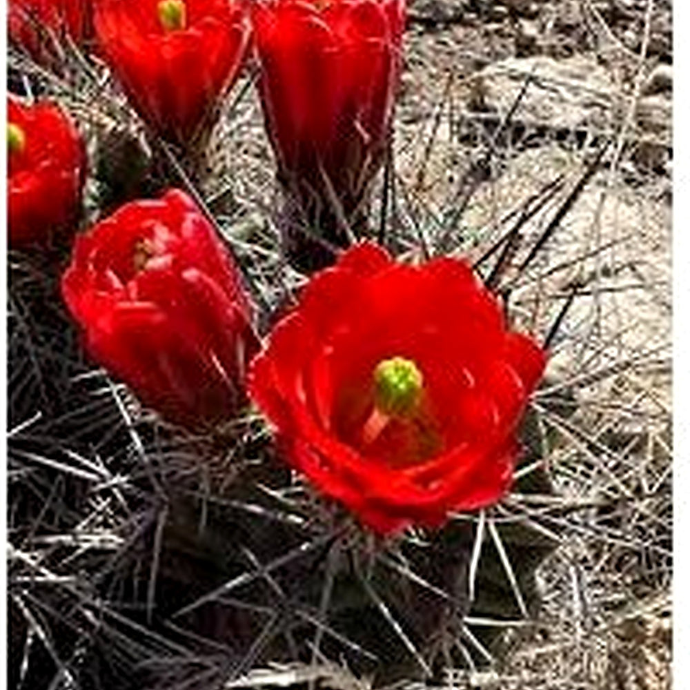 Flowering plant seeds for planting [neera-v5-90397489782d82a19546]