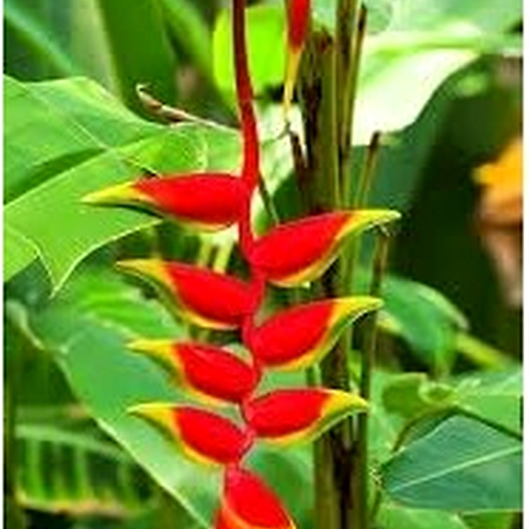 Heliconia Wagneriana Seeds for Planting [neera-v5-903d99de430b5b98ffeb]