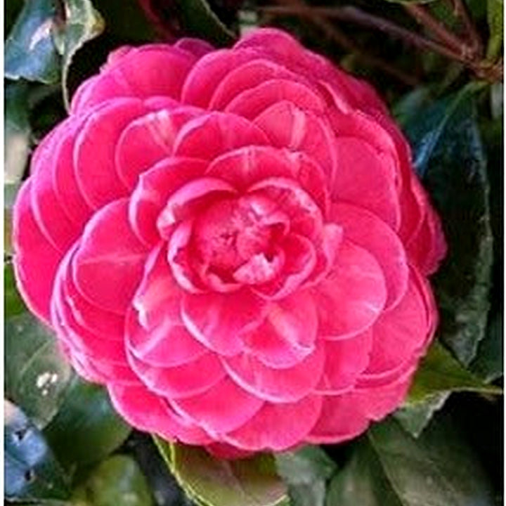 White Camellia Flower Seeds for Planting [neera-v5-904343030a659b959393]