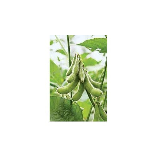 Soybean Seeds for Planting [neera-v5-904ddcbb1efd79816227]