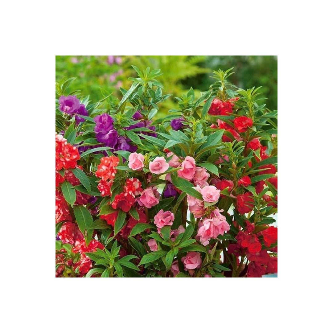 Balsam Impatiens Balsamina Four Seasons Flower For Planting Suitable For Seasonal Home Garden [neera-v5-905131976b6bb5b572bc]