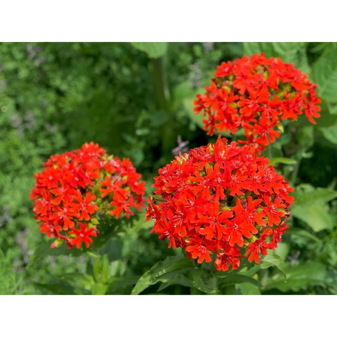 Lychnis Chalcedonica Flower Heirloom Non Gmo Maltese Cross Blooms Vibrant Garden Planting [neera-v5-90519cc3a1280d7dafcc]