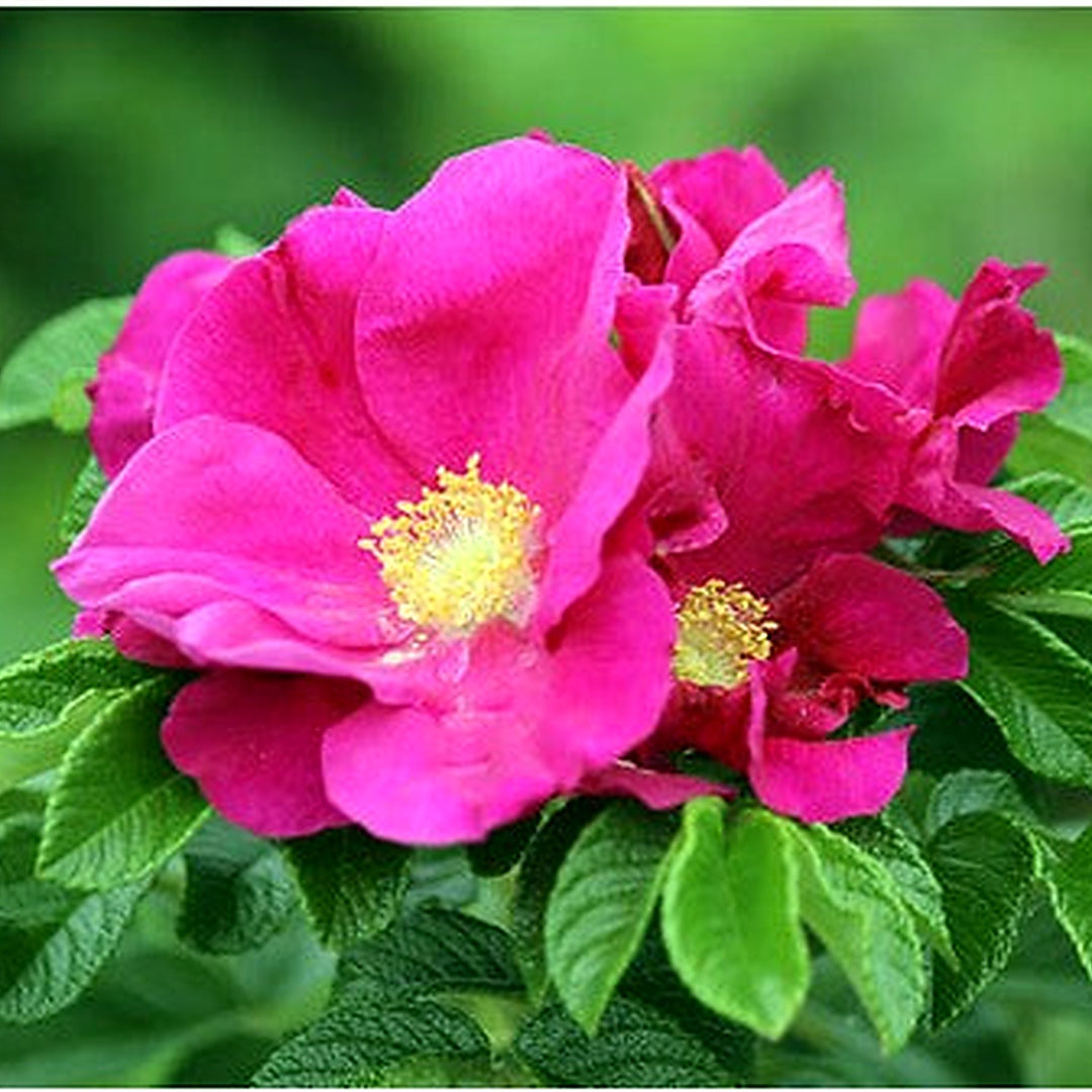 Pink Rugosa Rose Plant Seeds for Planting Non-GMO Heirloom Garden Seeds for Growing Beautiful Roses [neera-v5-905dbe3fdc050dc4437c]