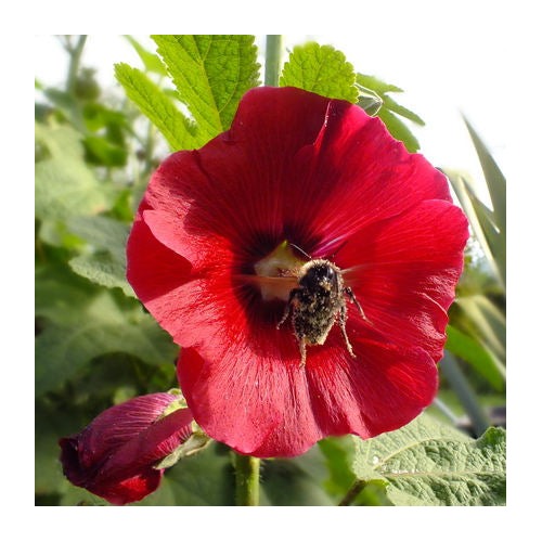 Hollyhock Red Flower Seeds for Planting [neera-v5-905f95ec13c9d6678c33]
