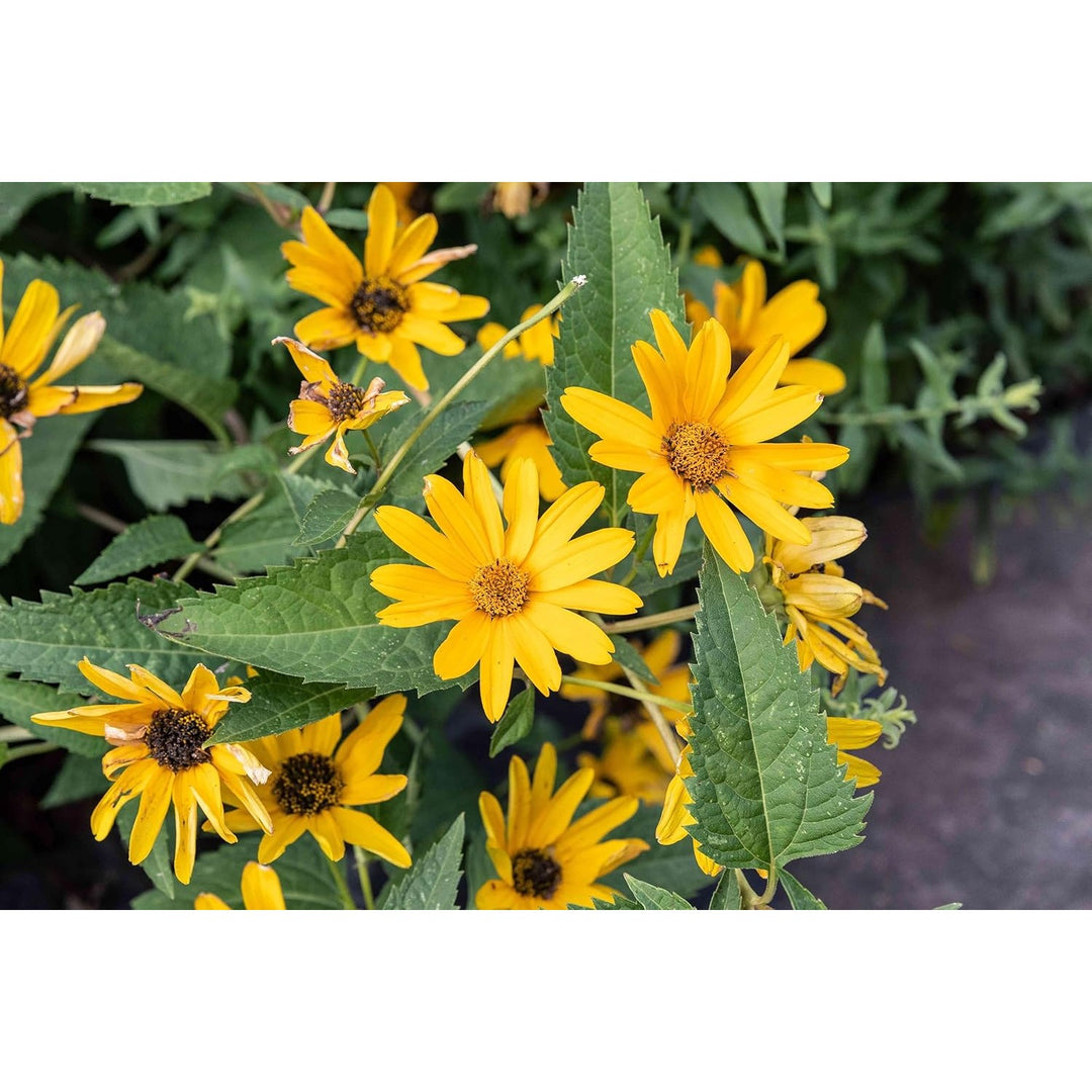 False Sunflower Heirloom Non Gmo Flower For Planting Flower Seeds for Home Garden Planting, Vibrant [neera-v5-9063c1cfaaa5d6f415e5]