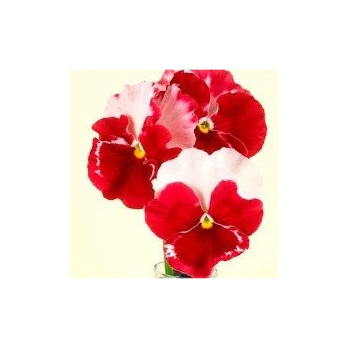 Organic Heirloom Red Mix Pansy Flower Seeds for Planting [neera-v5-90686dc232578f42c3cd]