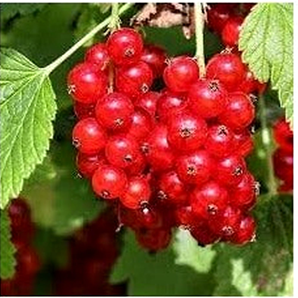 Currant Fruit Seeds for Planting [neera-v5-90747fb9c6cdef1d9b44]