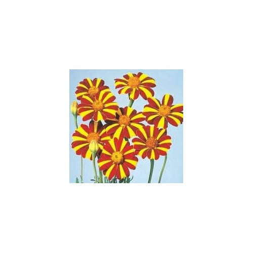 Organic Yellow Red Marigold Flower Seeds for Planting [neera-v5-9078ef822230116ddd9f]
