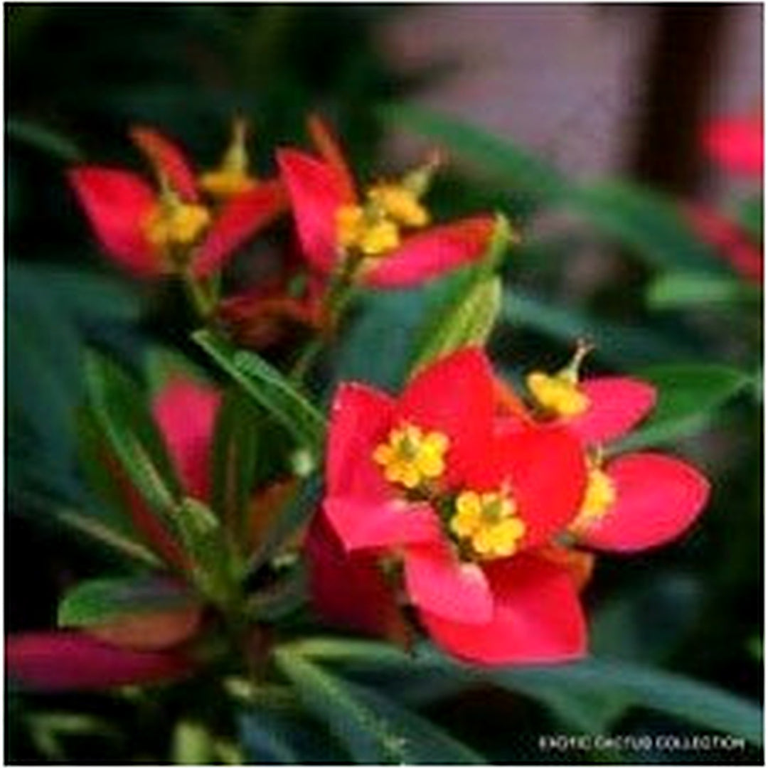 Heirloom Red Euphorbia Flower Seeds for Planting [neera-v5-907a8b3292c278320b98]