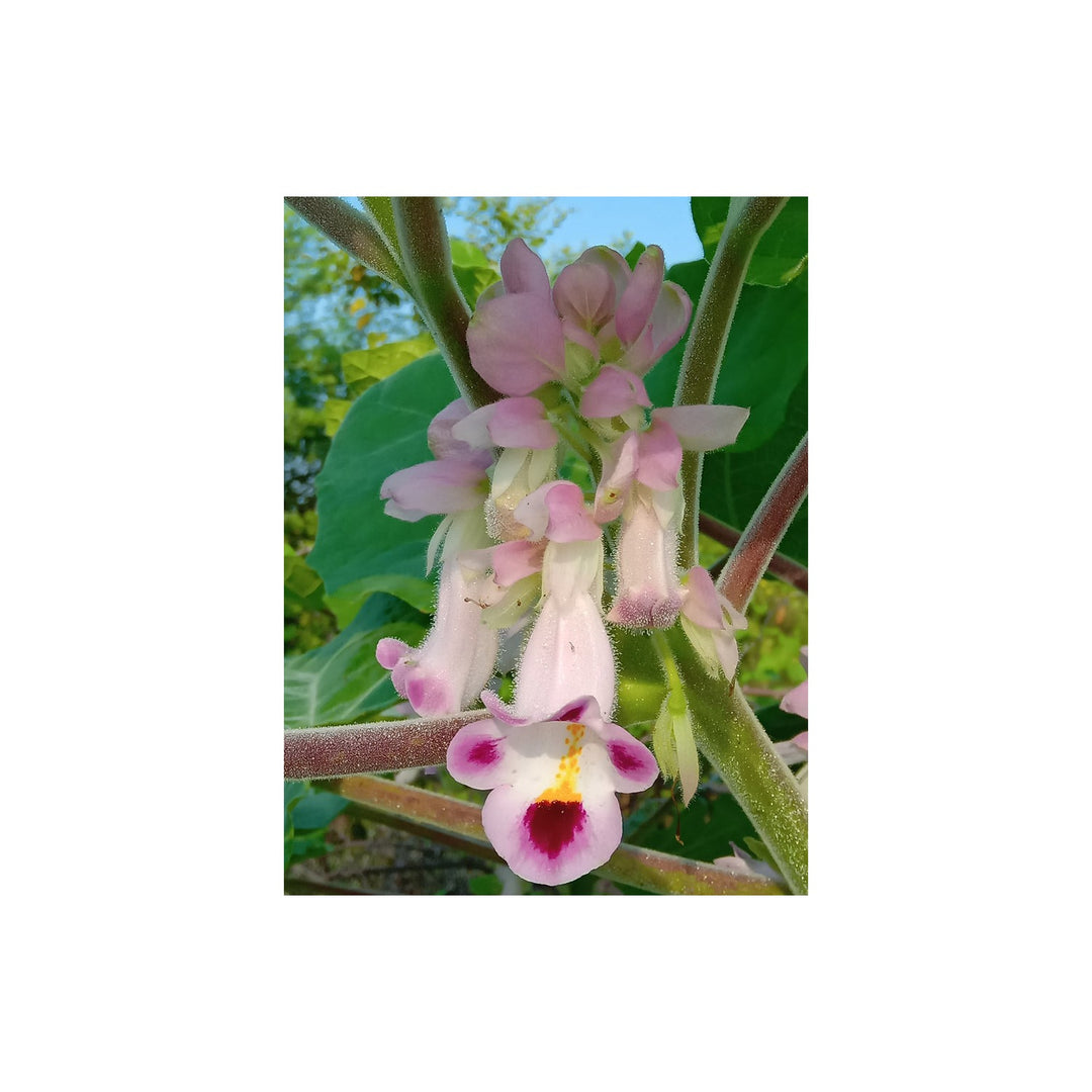 Pink Martynia Plant For Planting Flower Seeds for Home Garden Planting, Exotic Organic Blooming [neera-v5-90941574e7d64d076fb8]