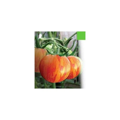 Red Yellow Tomato Seeds for Planting [neera-v5-90947df4ee01d6f58ab3]