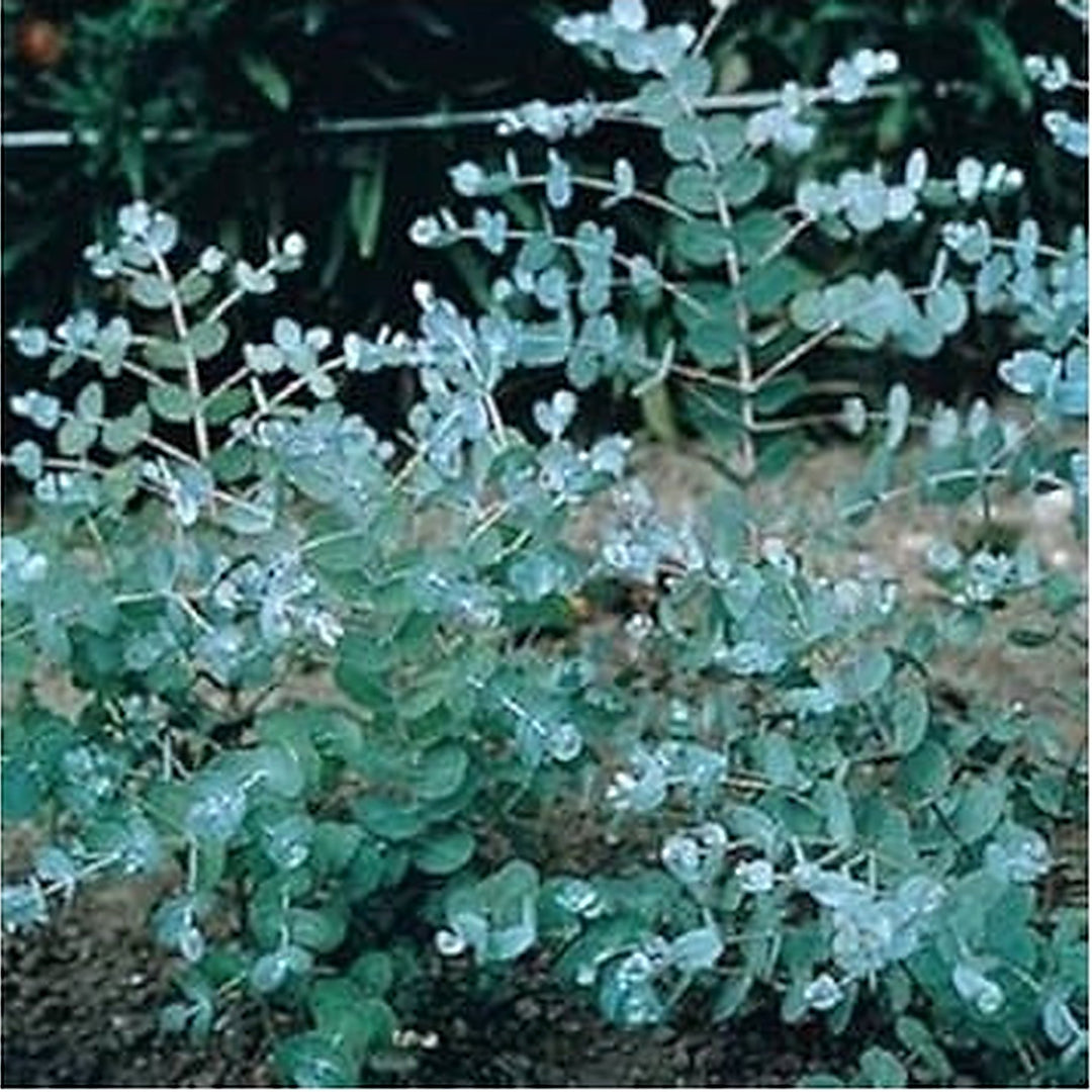 Blue Eucalyptus Plant Seeds [neera-v5-909edc0a89416f632d90]