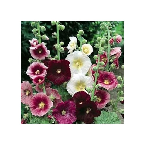 Mixed Hollyhock Flower Seeds 100 pcs [neera-v5-90a488e37bb4c878c2b2]