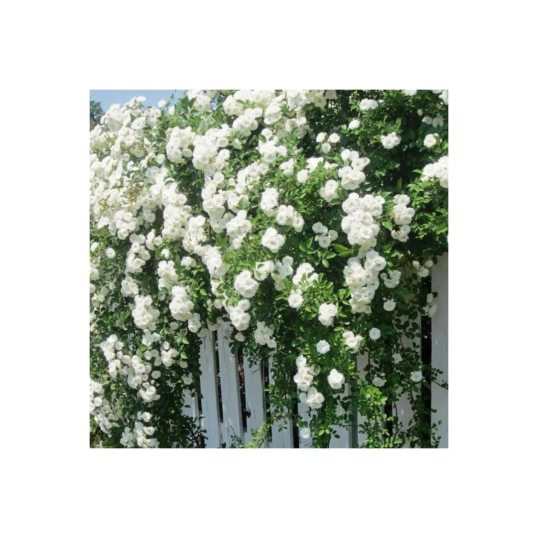 White Climbing Rose Plant Non Gmo Heirloom Garden For Planting Natural Flower Seeds for Home Garden [neera-v5-90aa2d990b15ffa567f6]