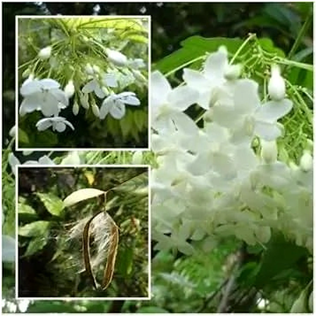 White Mok Flower For Planting Non Gmo Flower Seeds for Home Garden Planting, Landscape Organic [neera-v5-90b0911ea293ac4a9d04]