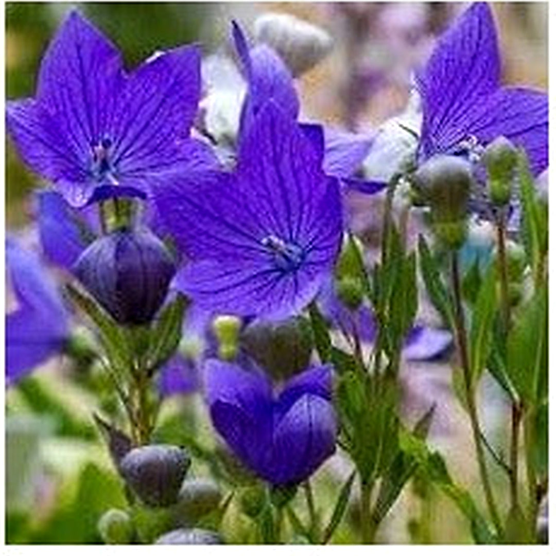 Heirloom Non-GMO Balloon Goluboy Flower Seeds [neera-v5-90b10b6c44f352746b6f]