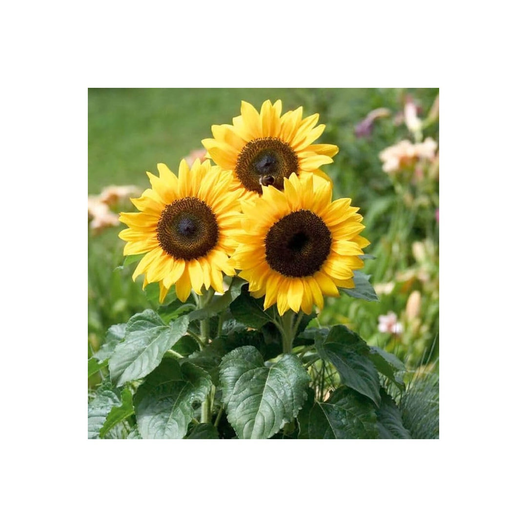 Mini Sunflower Helianthus Annuus Dwarf Flower For Compact Home Garden And Potted Planting Flower [neera-v5-90c6559340f99a1e6fd7]