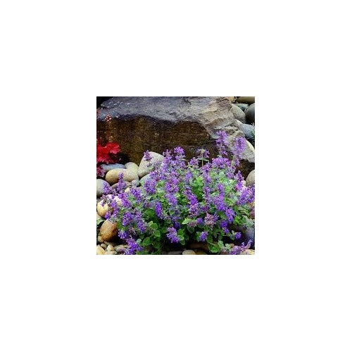 Heirloom Non-GMO Catnip Catmint Flower Seeds for Planting [neera-v5-90cb9de6829a2cefc76b]